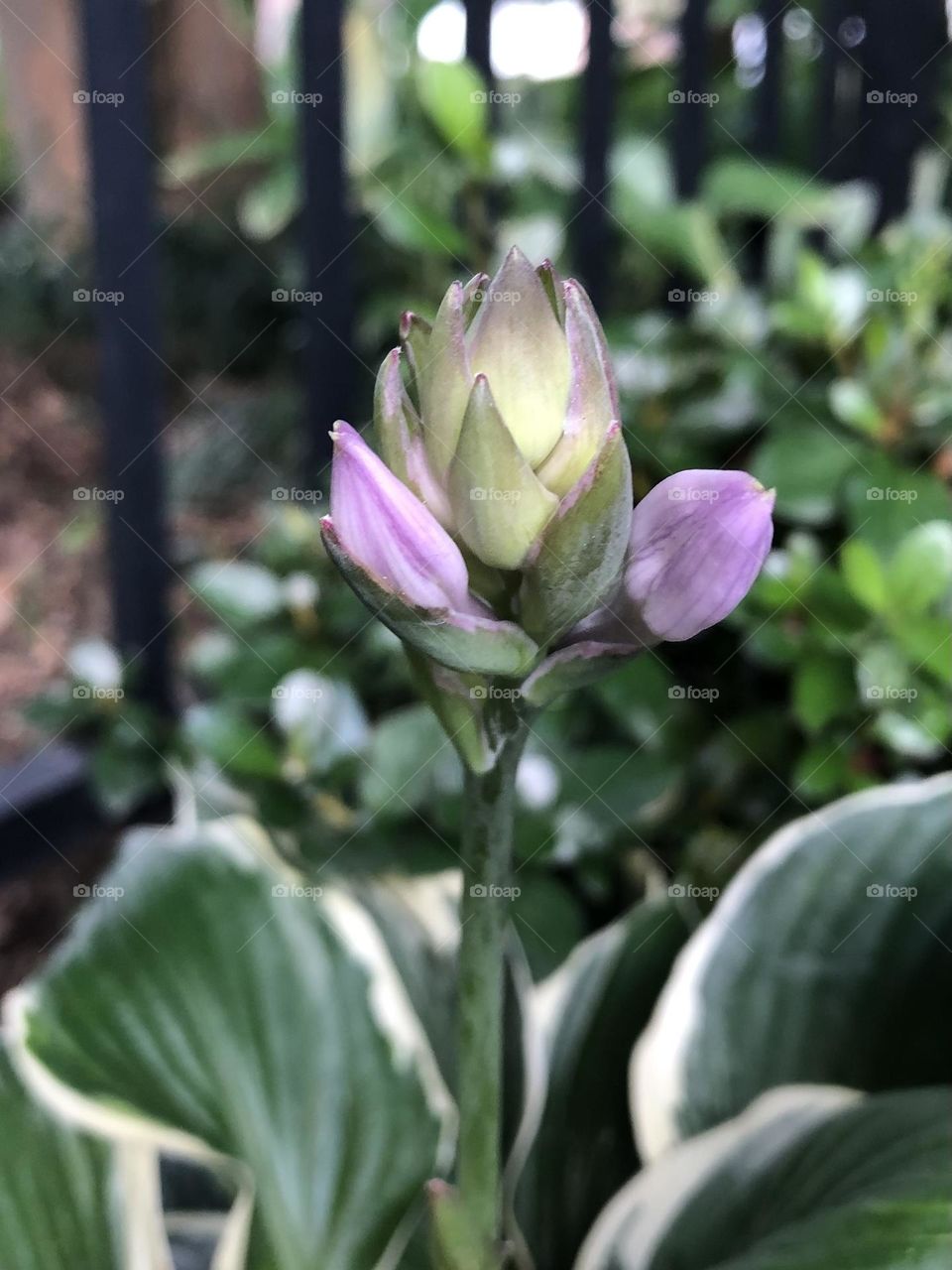 New hosta flower bud petals suburb neighborhood backyard gardening shade plant leaves foliage 