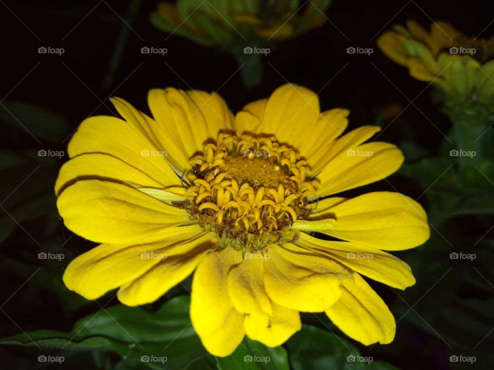 Yellow flower in the night
