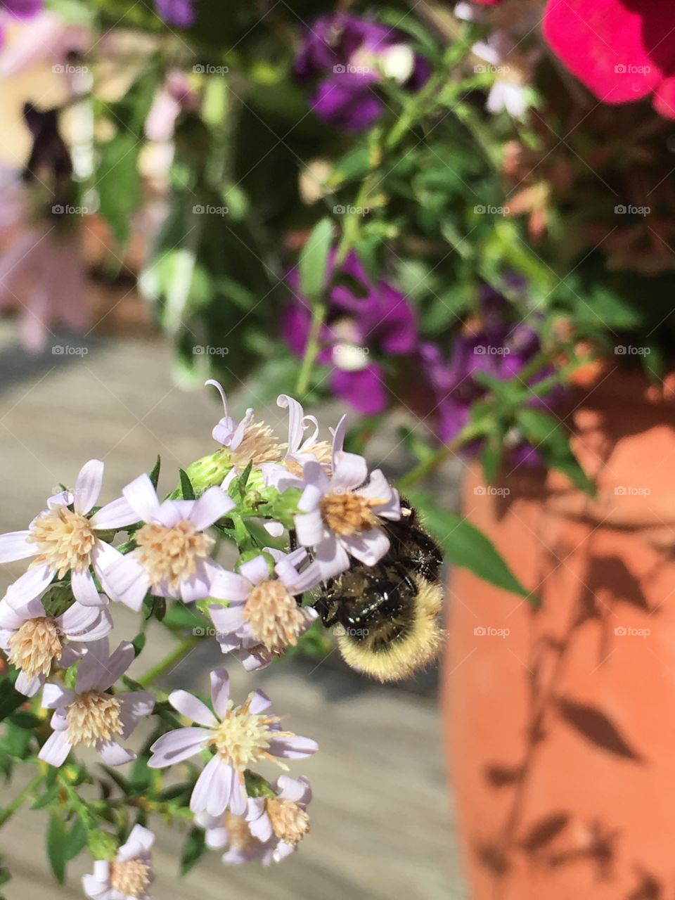 Bees are loving the extended summer temperatures