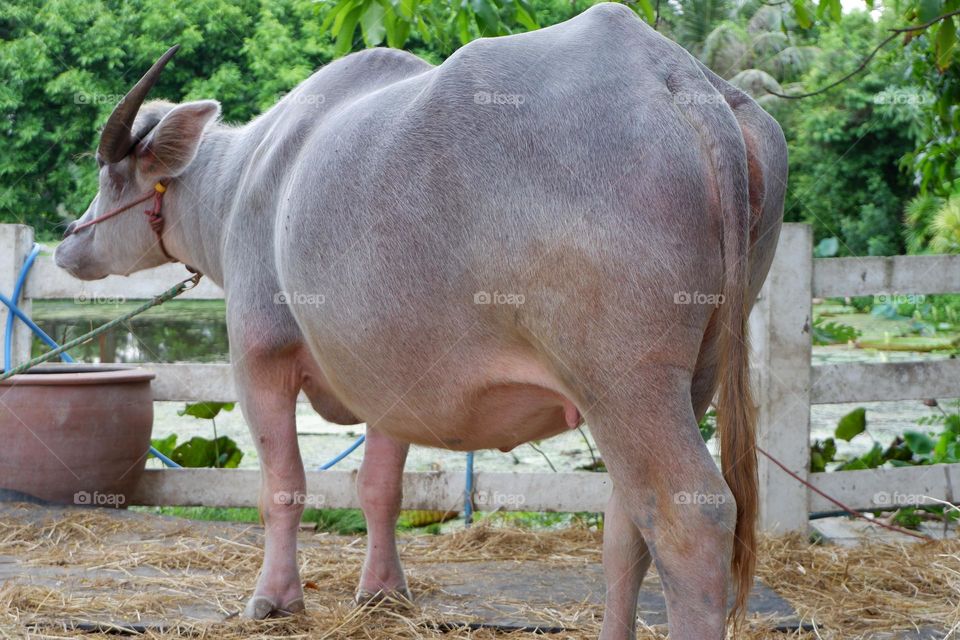 Thai buffaloes are tied to a wooden pole. The ground had straw for eating and sleeping.