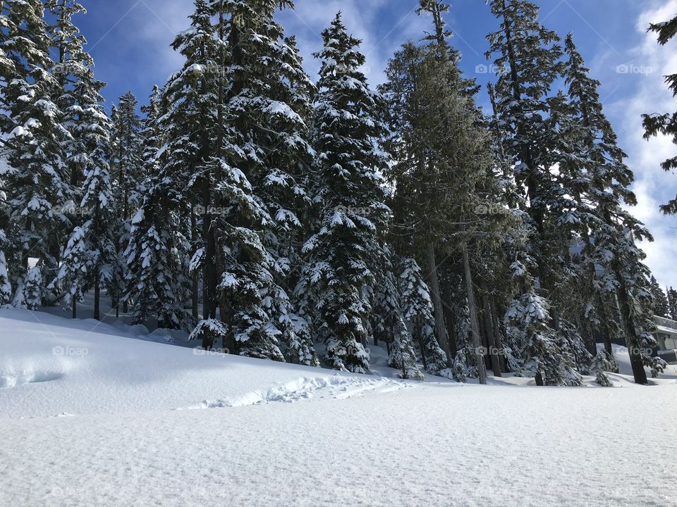 Forest in winter