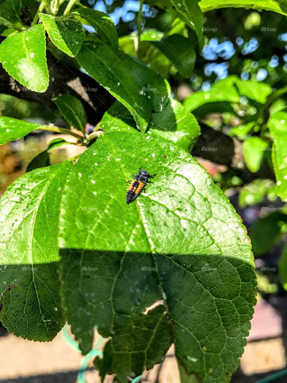 Bug on a leaf 