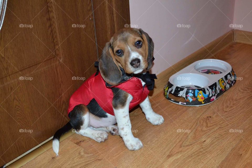 beagle puppy