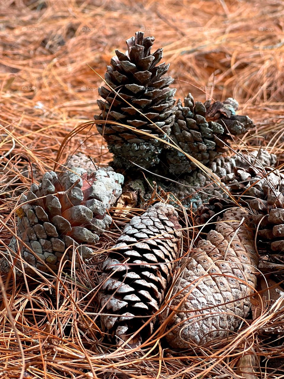 Pine cones 