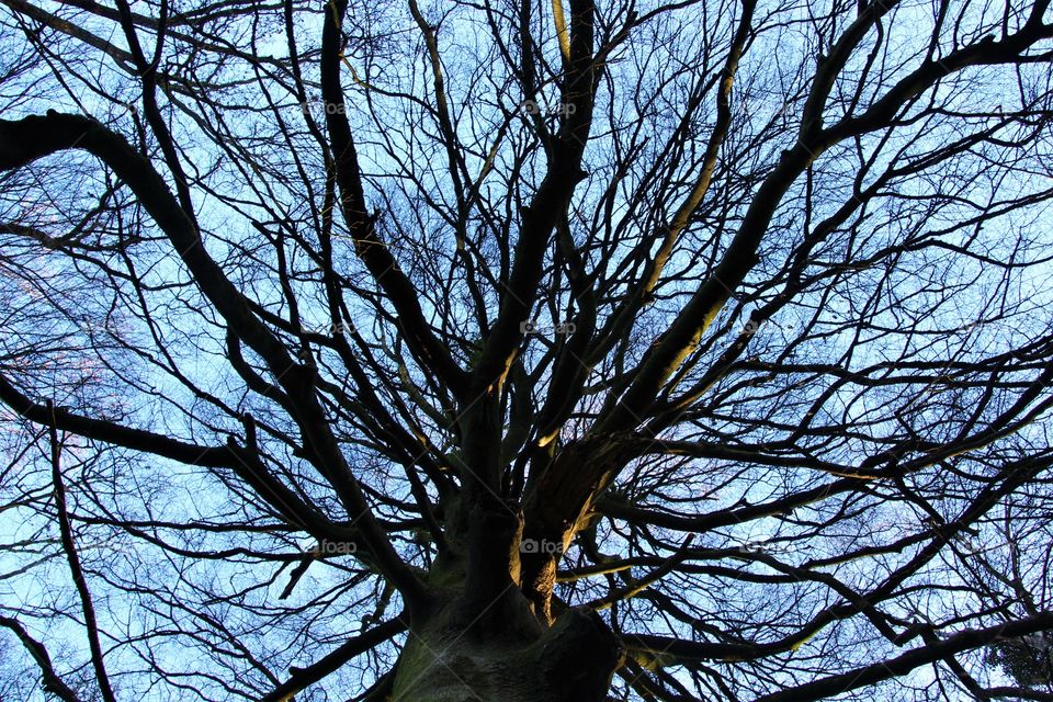 Tree, Wood, Branch, No Person, Fall