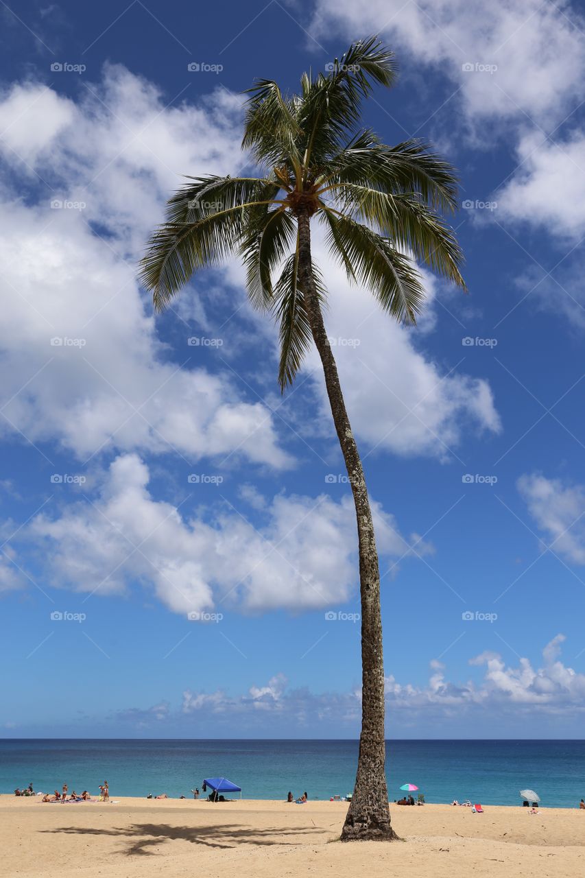 Hawaii. Palmtree