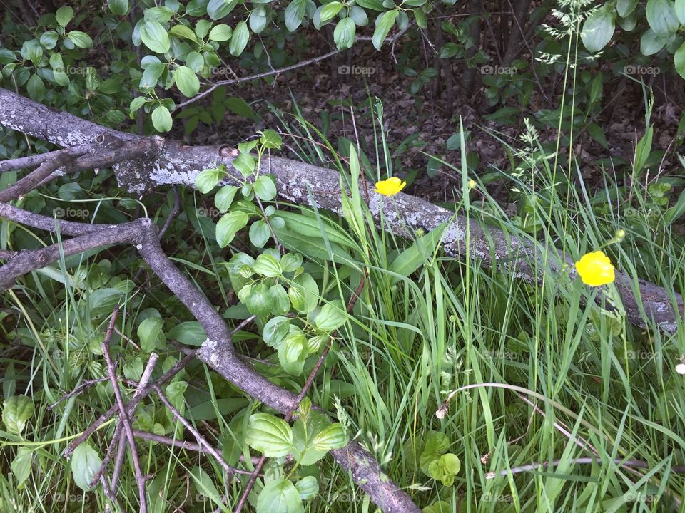Buttercup in the woods
They're so yellow they don't actually photograph well, and I almost deleted the shot; however, it looks interesting with filters.