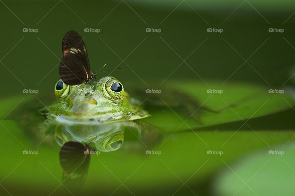 Frog with bug on his head
