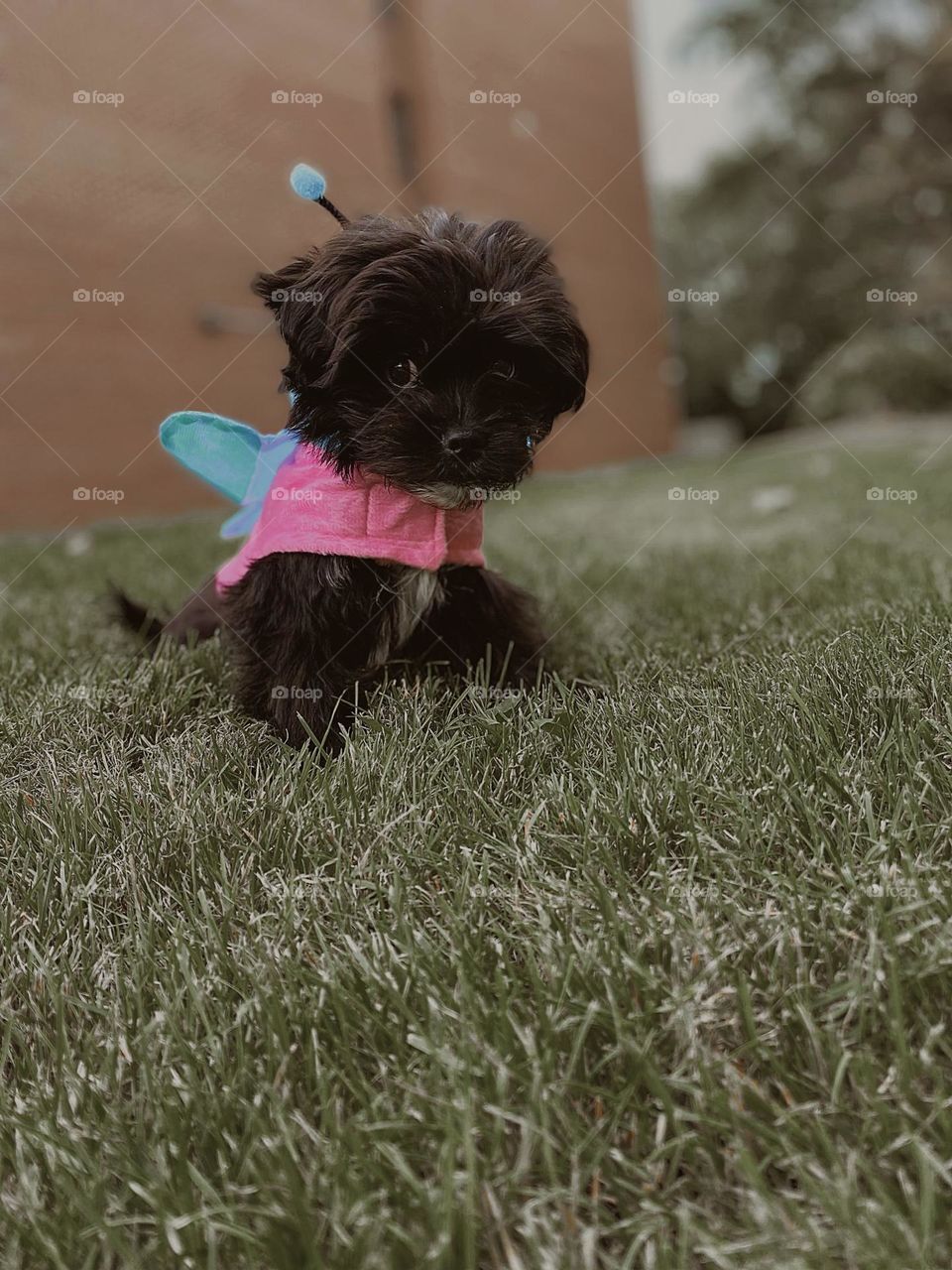 Small black puppy in a butterfly costume 