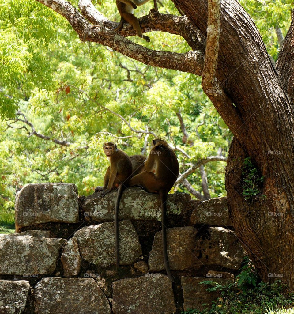 Sri Lankan Monkeys on a Rock wall....