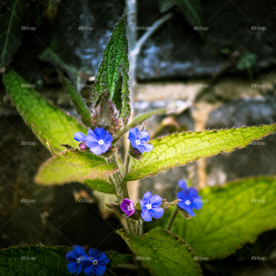 Spring flowers in London