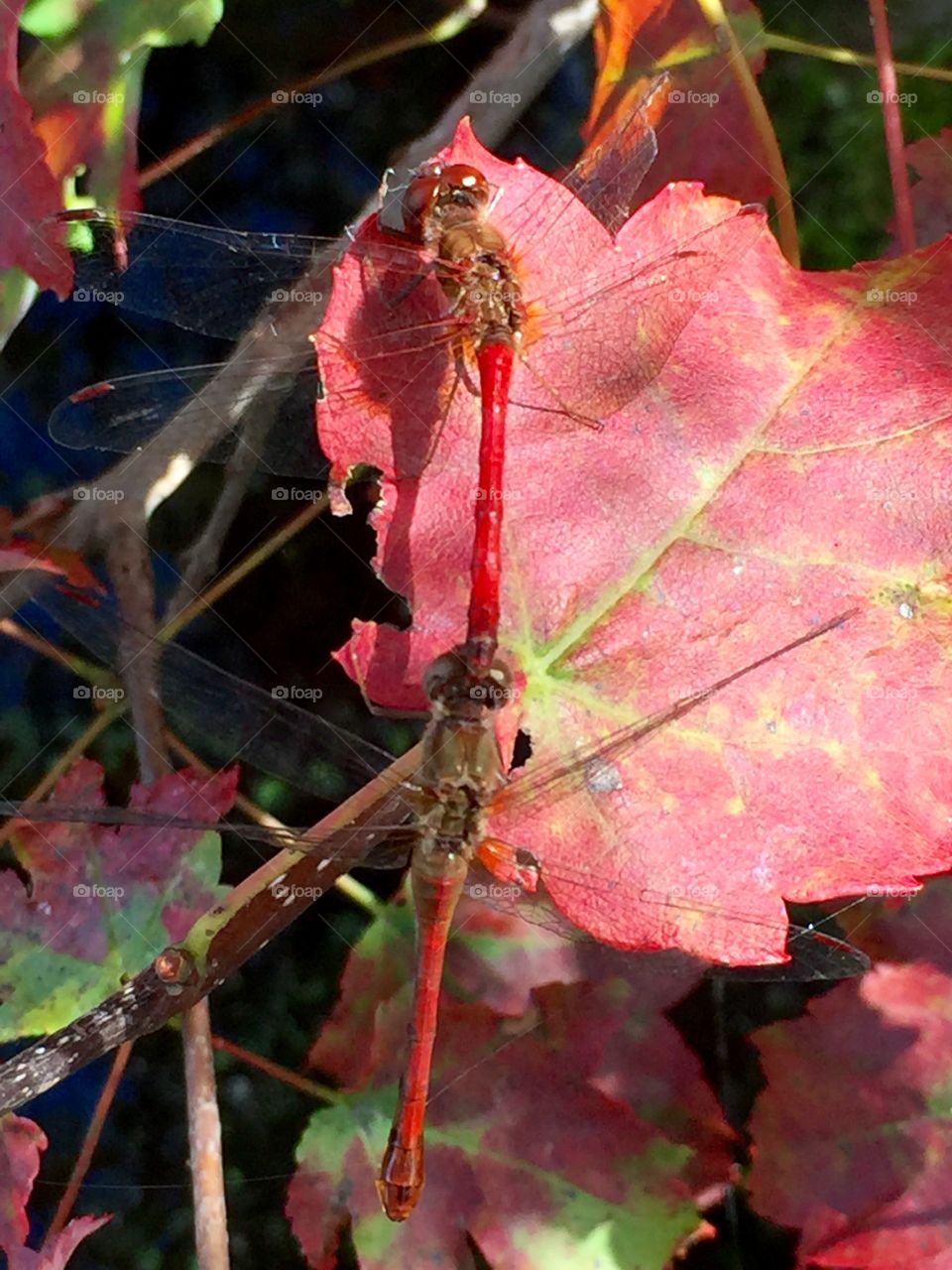 Gorgeous red  dragonflies mating 