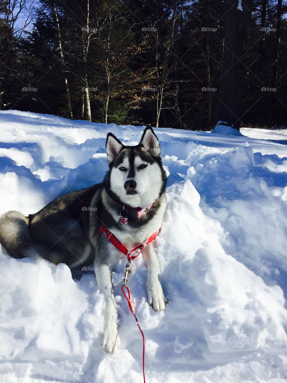 Husky dog in the snow 