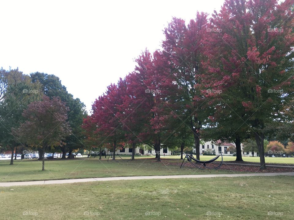 Pink Trees in Fall 