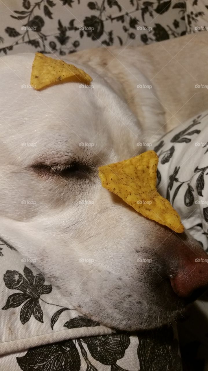 nothing wakes this dog