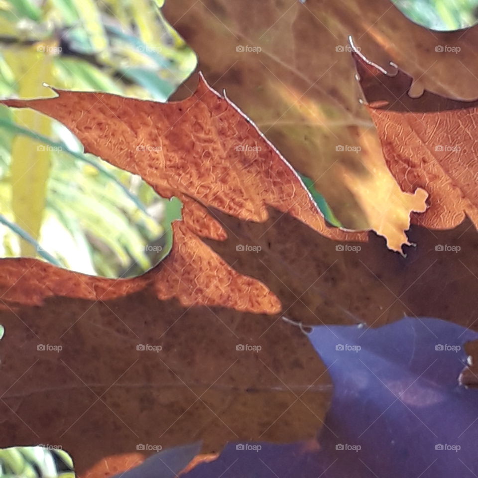 autumn coloured leaves of oak tree in sun and shade