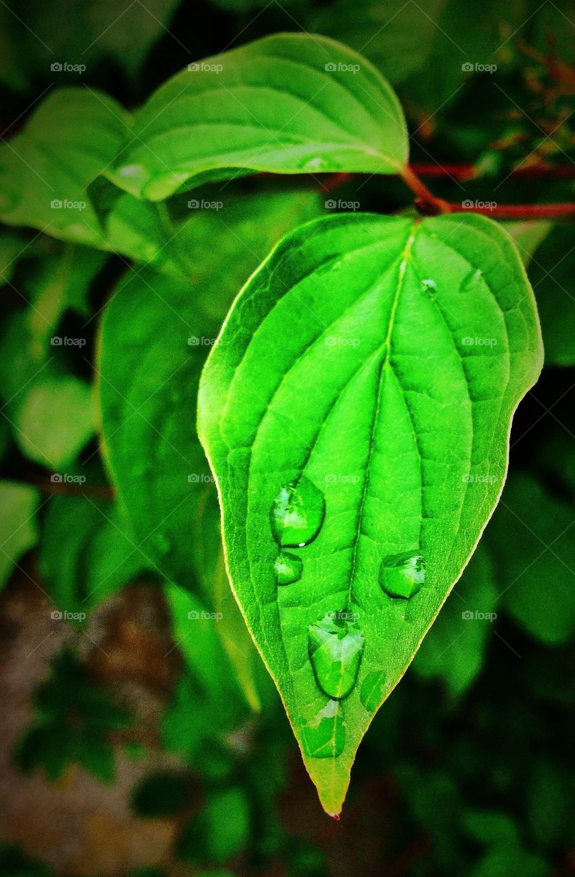 green fresh leaf rain by hannahdagogo