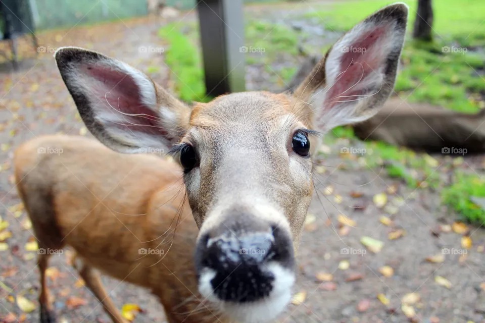 Oh deer
