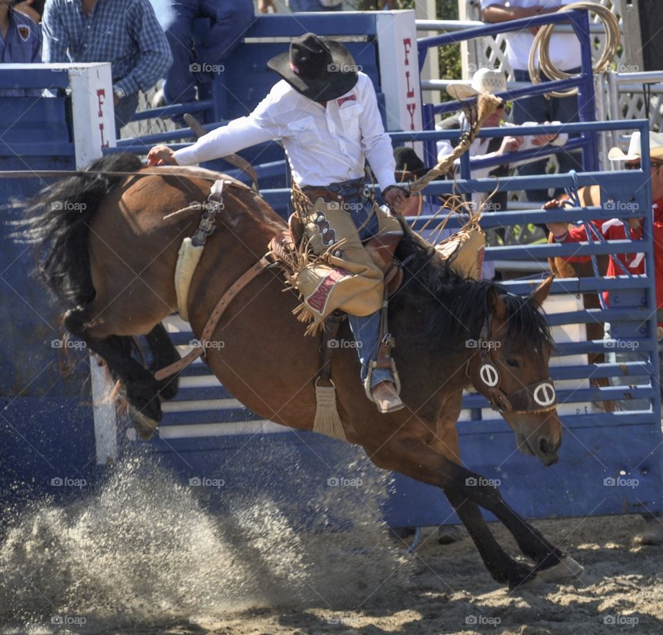 Rodeo bronc riding