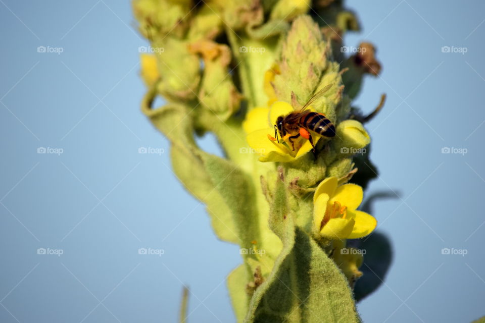 honey bee and wild flower