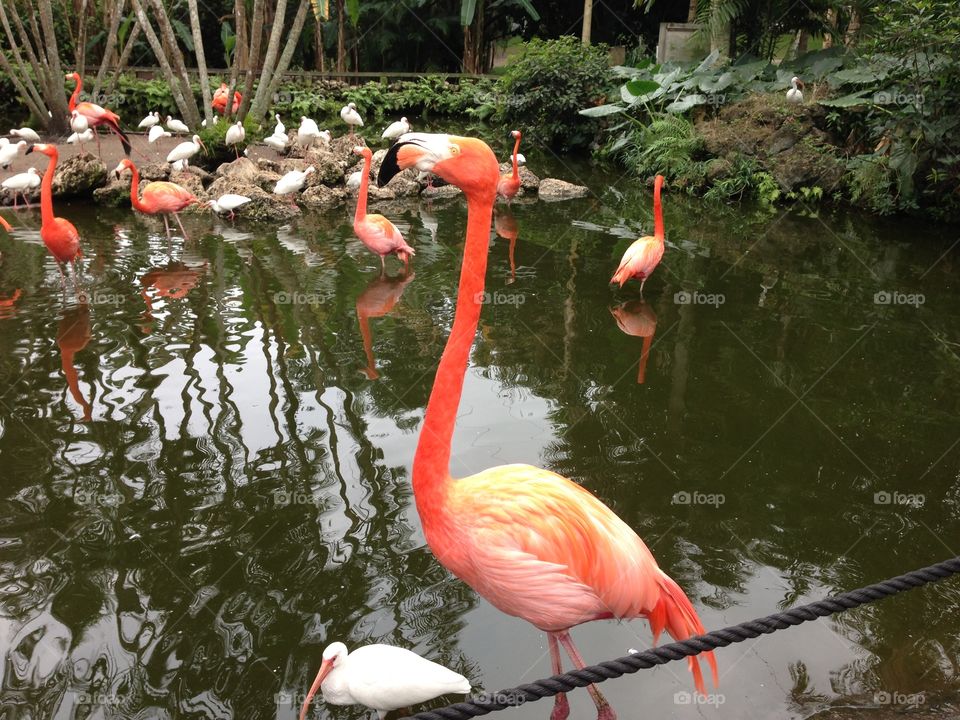Flamingo long neck