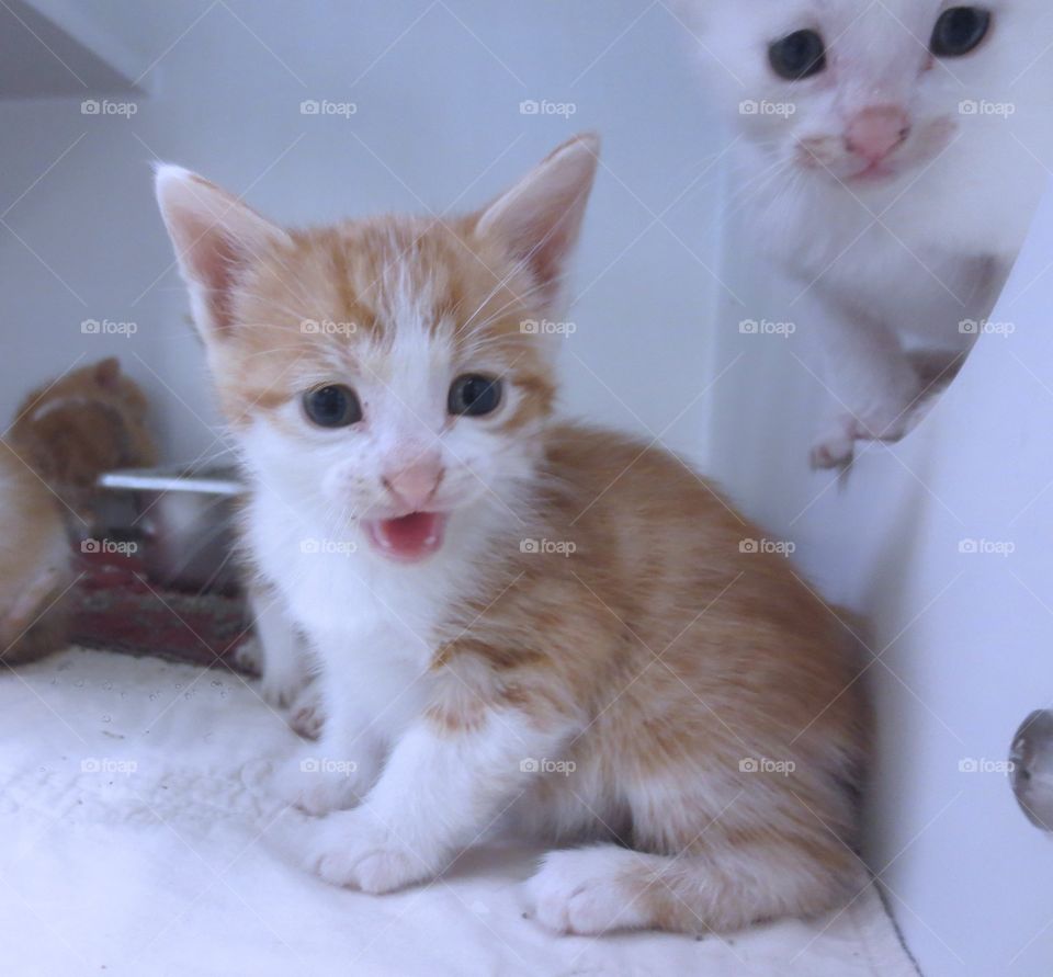 Orange and white kittens 