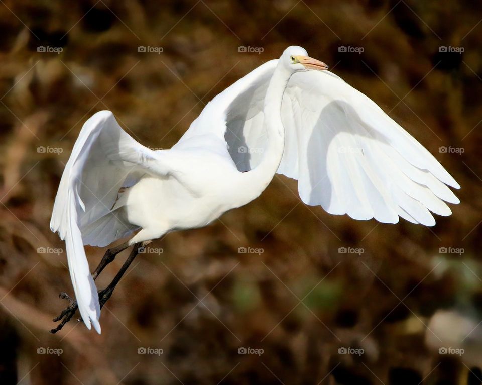A Grest Egret in Flight