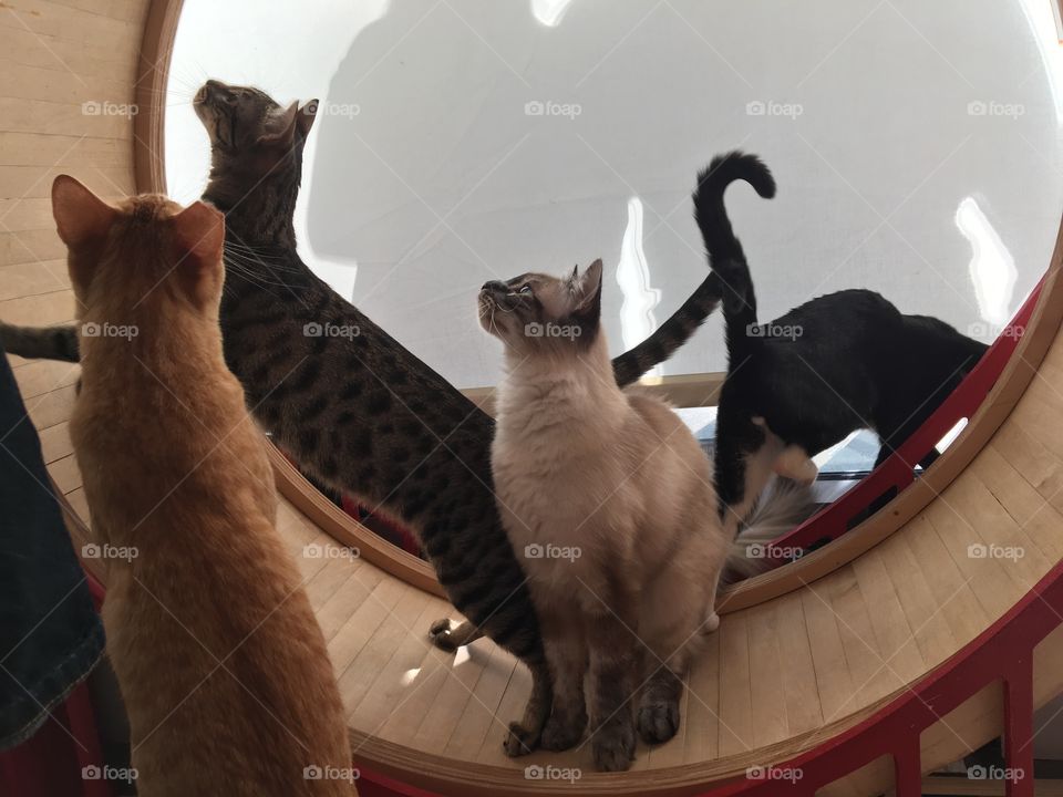 Cats! At the Kit-Tea Cat Cafe in San Francisco. It’s a great place to meet a lot of cats together and adopt a pet too. One of the cats is excited about running on the cat wheel 