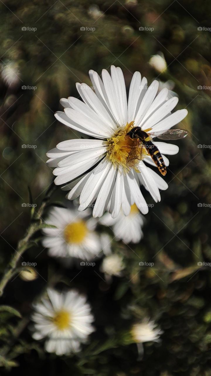 Macro photo of a bee on flowering grass growing in the garden