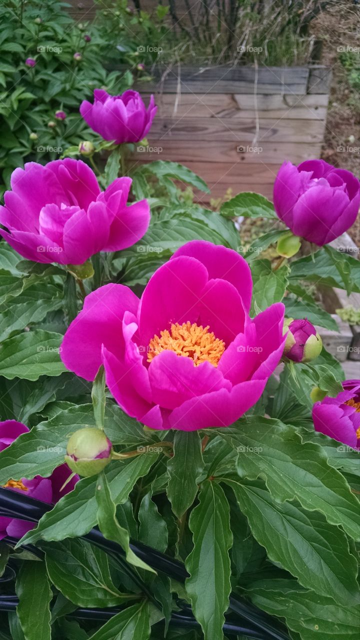 Spring peonies. front yard garden in Baltimore, MD