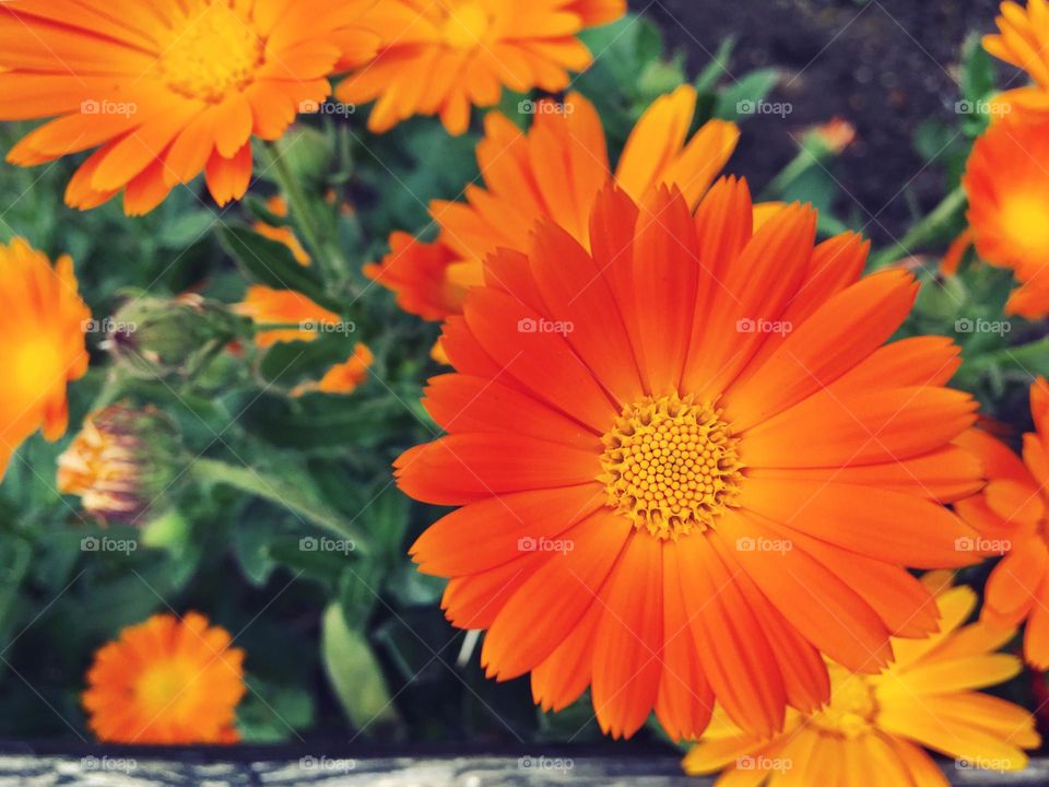 Beautiful orange flowers in the garden at springtime 