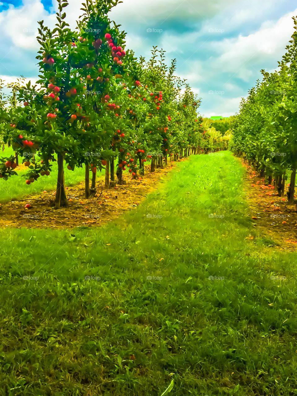 Apples orchard 