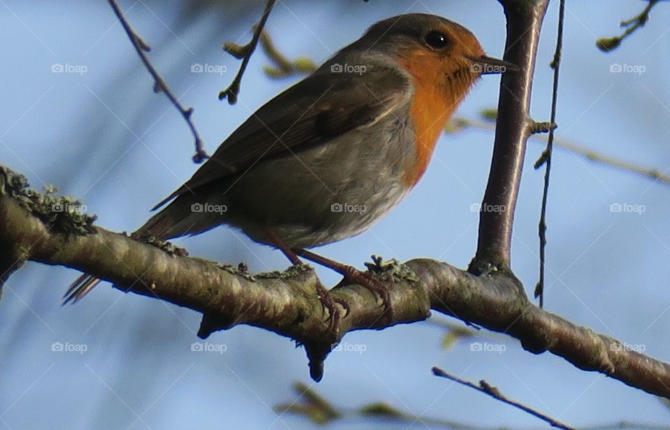 Robins 
