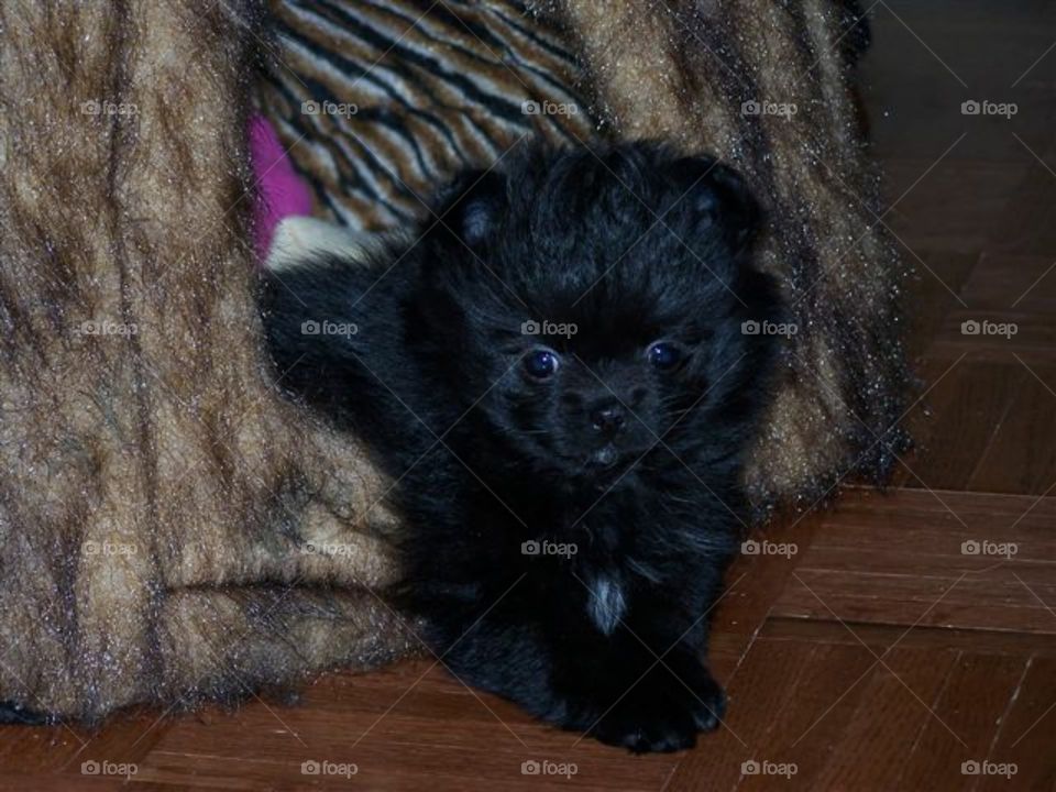 Daisy May chillin in her tent