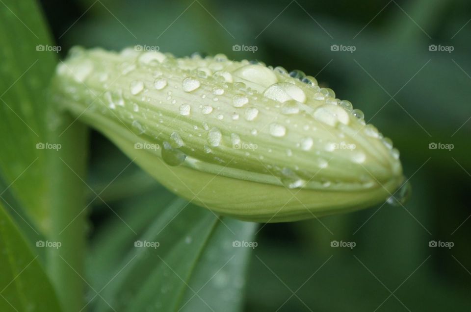 Lily bud in the rain