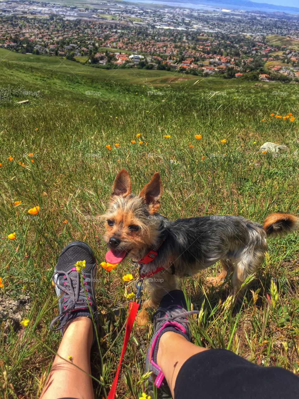 Spring hiking to the peak . Mission Peak hike