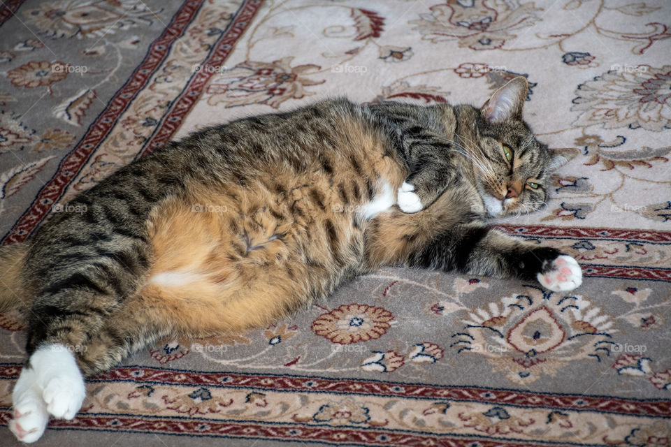 Tabby Cat Lying on the Carpet