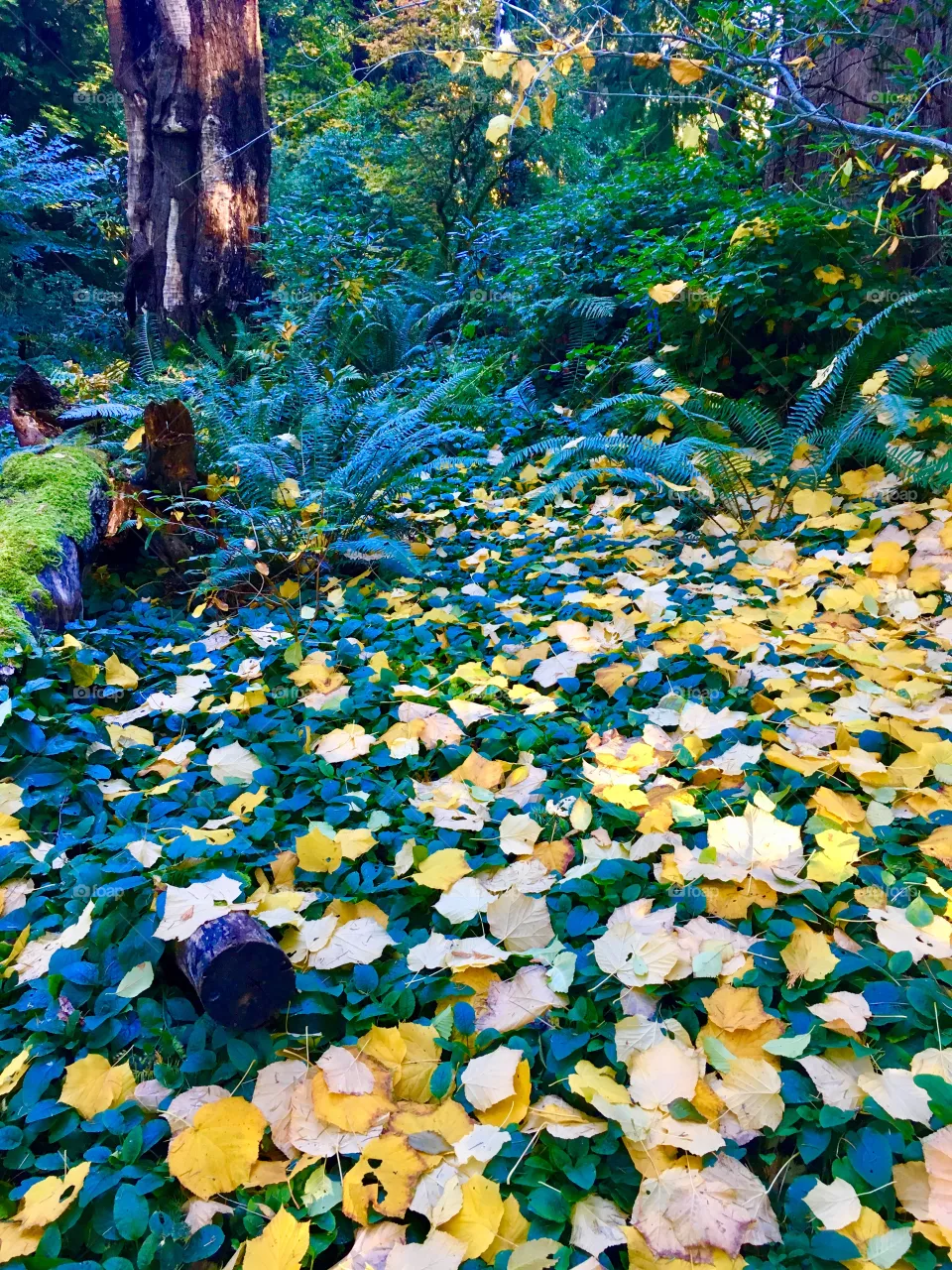 Fall Colors