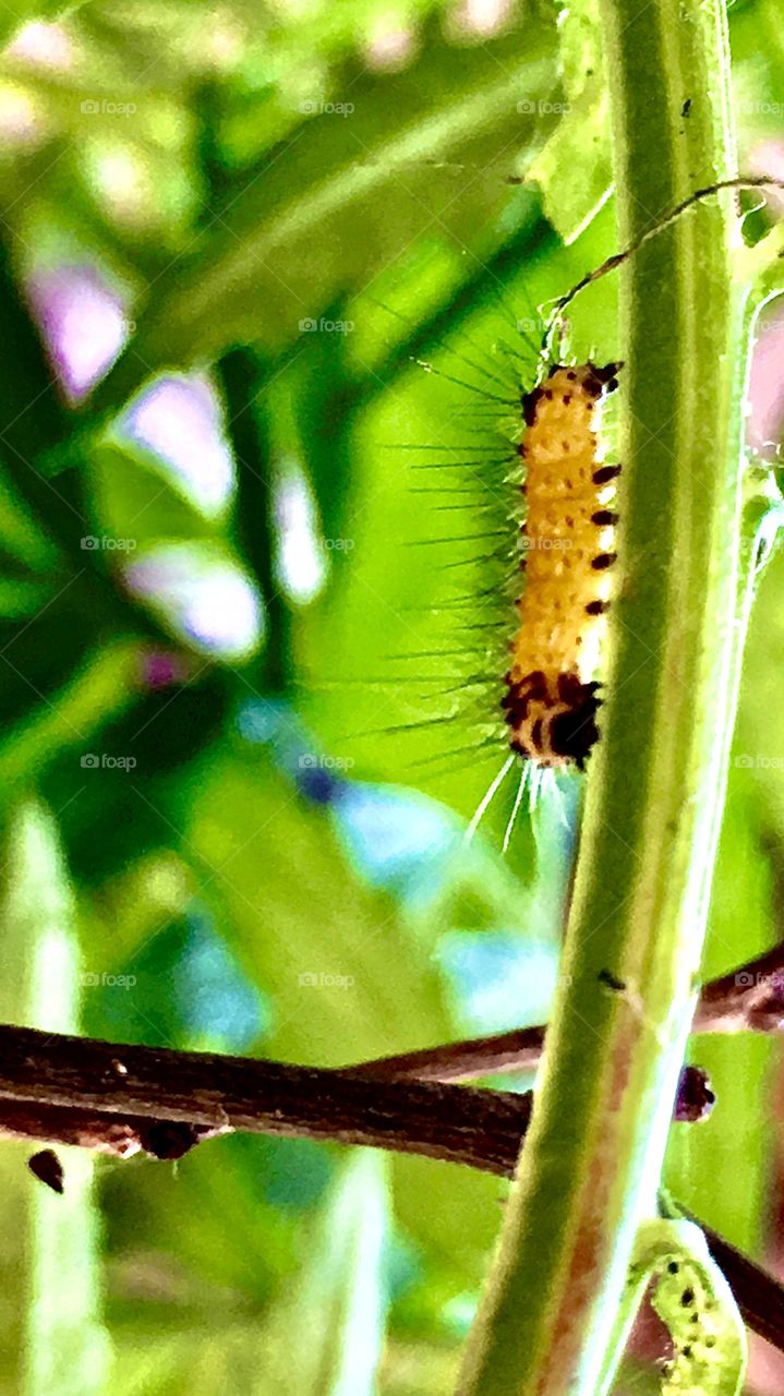 A beautiful insect on his way.A small and cute little insect.