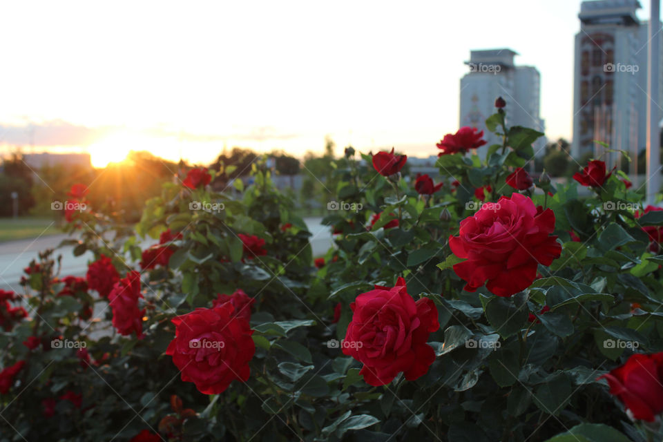 Roses on the City