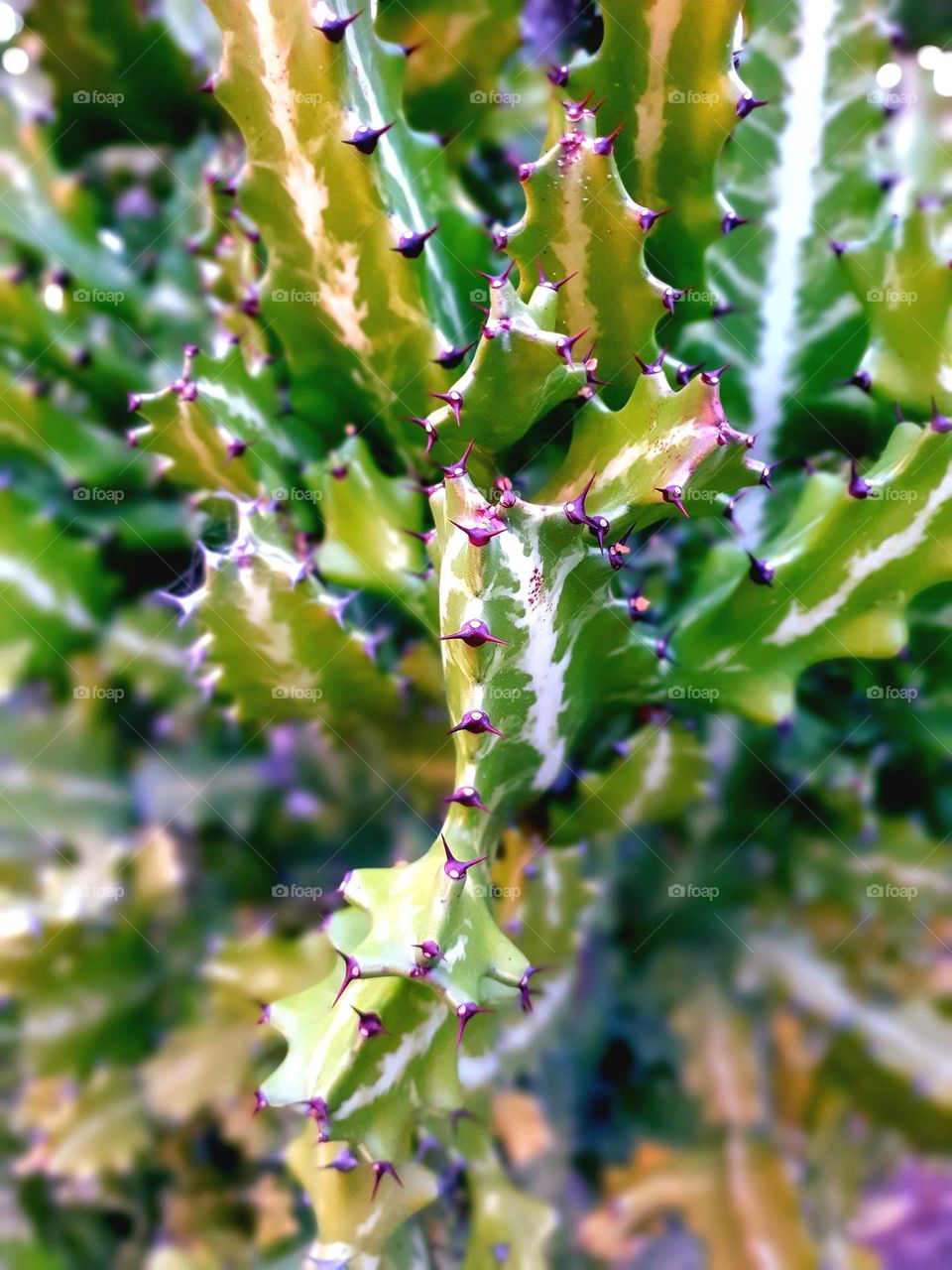 plants - green cactus with purple spikes