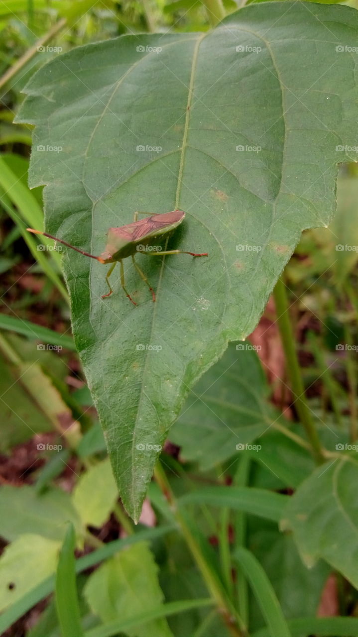 nice picture of green insect on green leaf