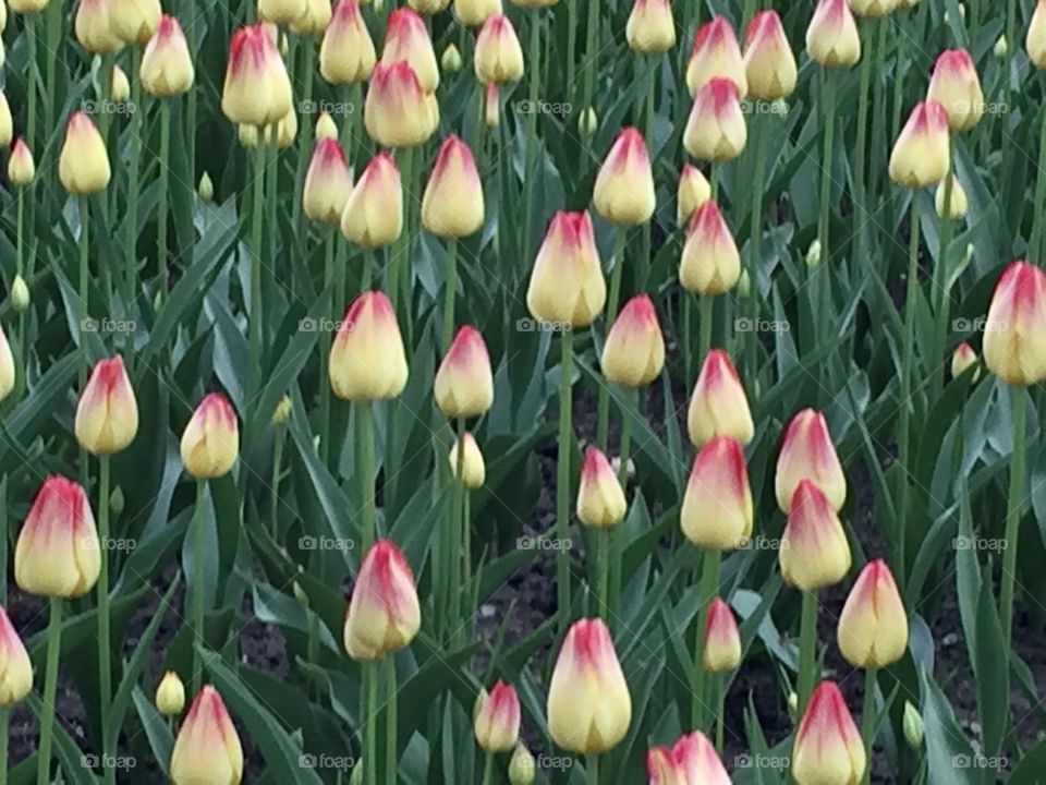 Ready to display at The Canadian Tulip Festival in Ottawa.