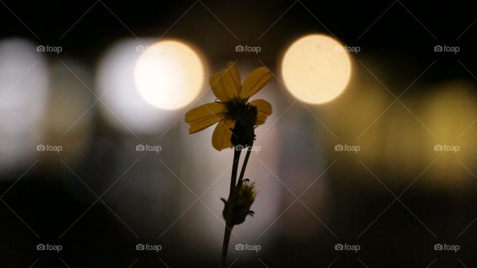 flower in the dark