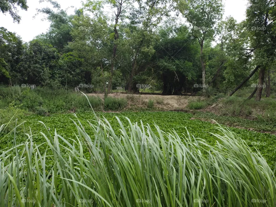 Nature