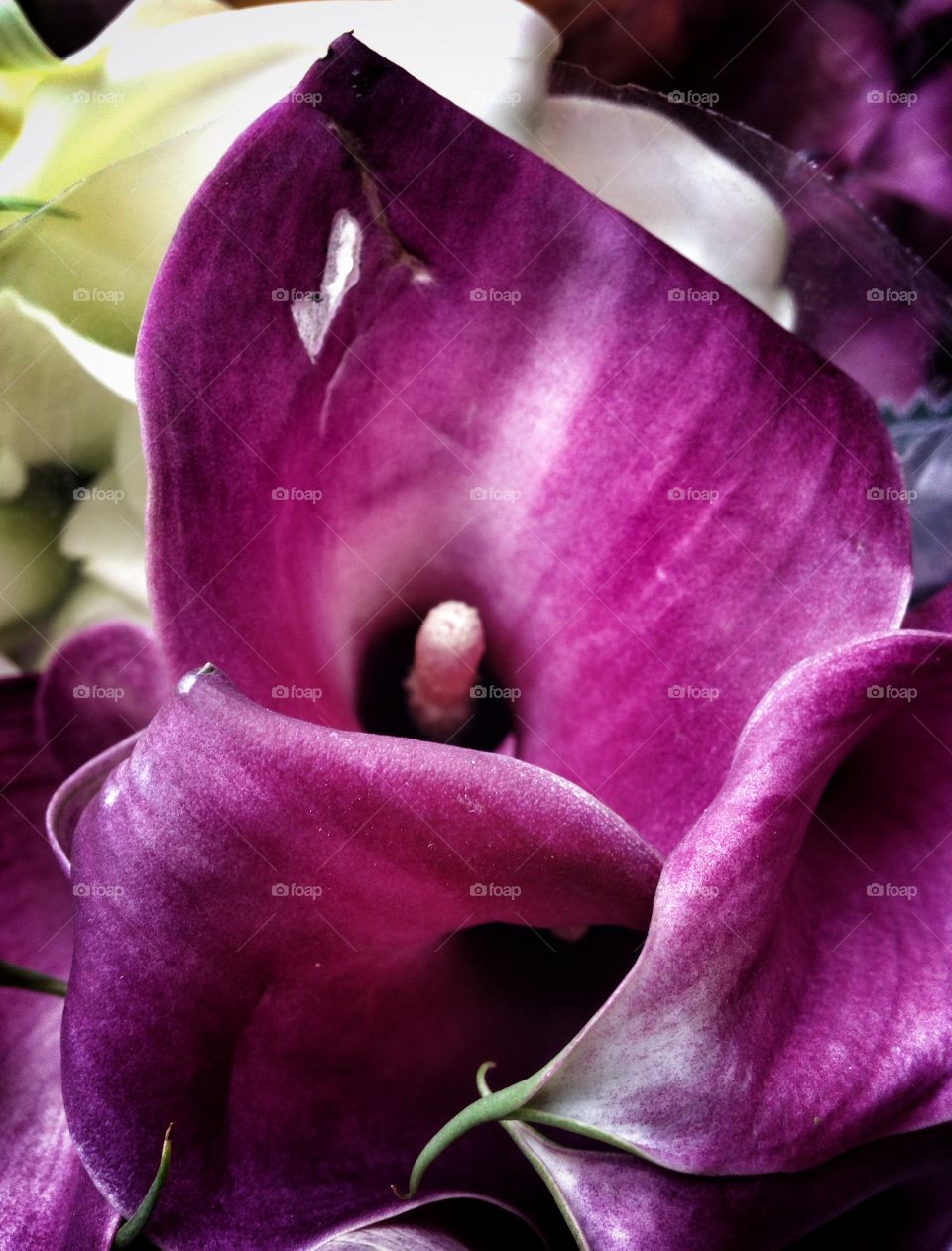 Calla Lily. Flowers