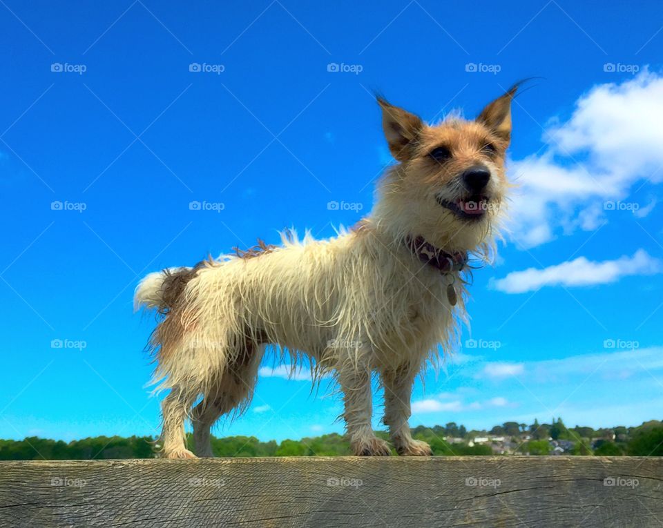 Happy terrier posing