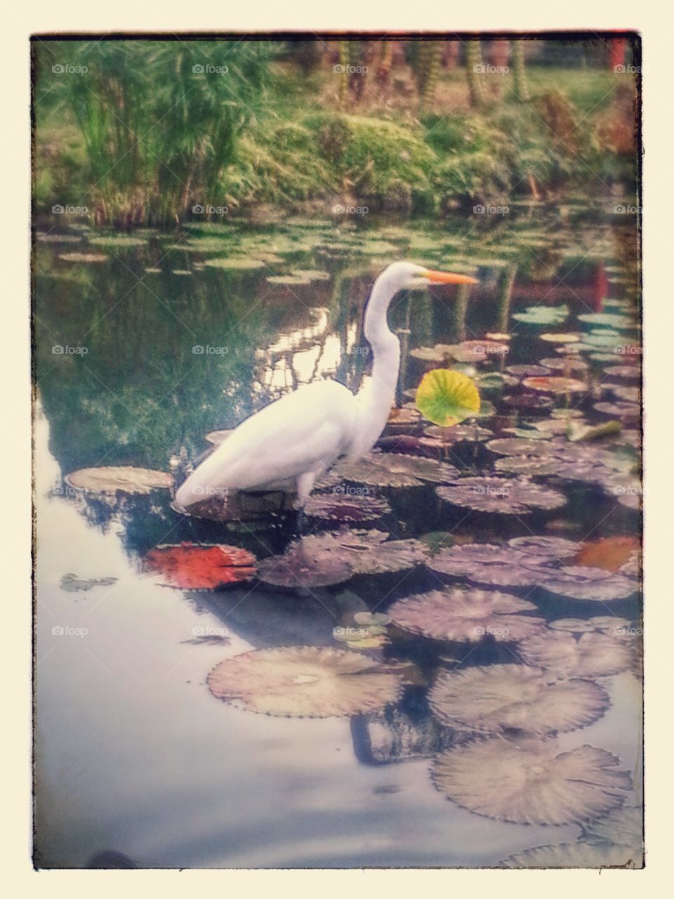 Majestic White Bird in Beautiful Lilypad Pond - Walt Disney World Epcot - Orlando Florida 