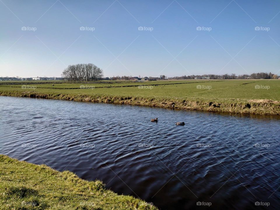 Meadows in holland