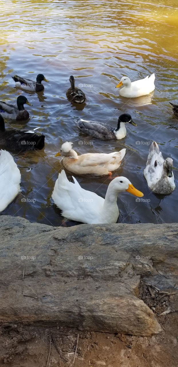 Ducks in the park. One duck has a fluffy hairdo.